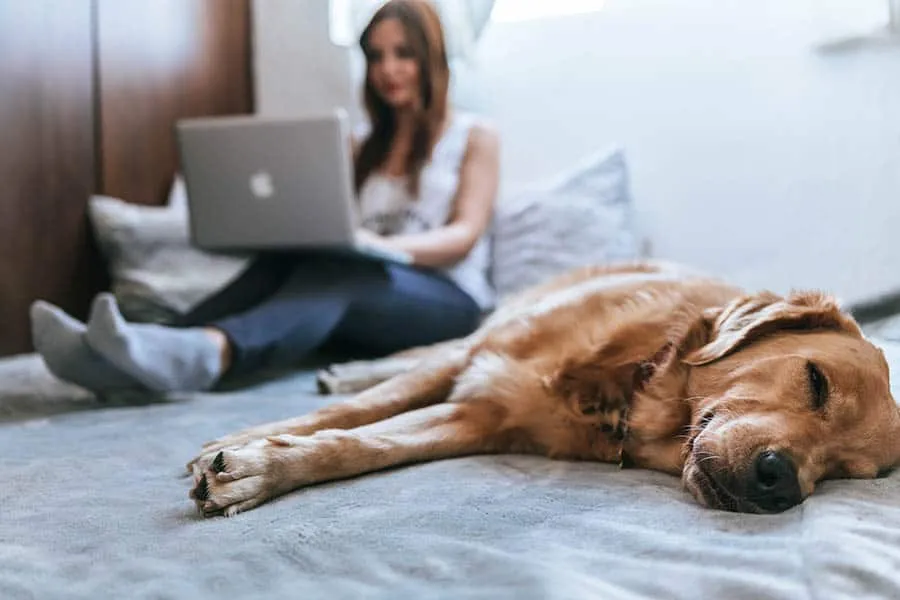 Working from home on a laptop with a golden retriever asleep alongside